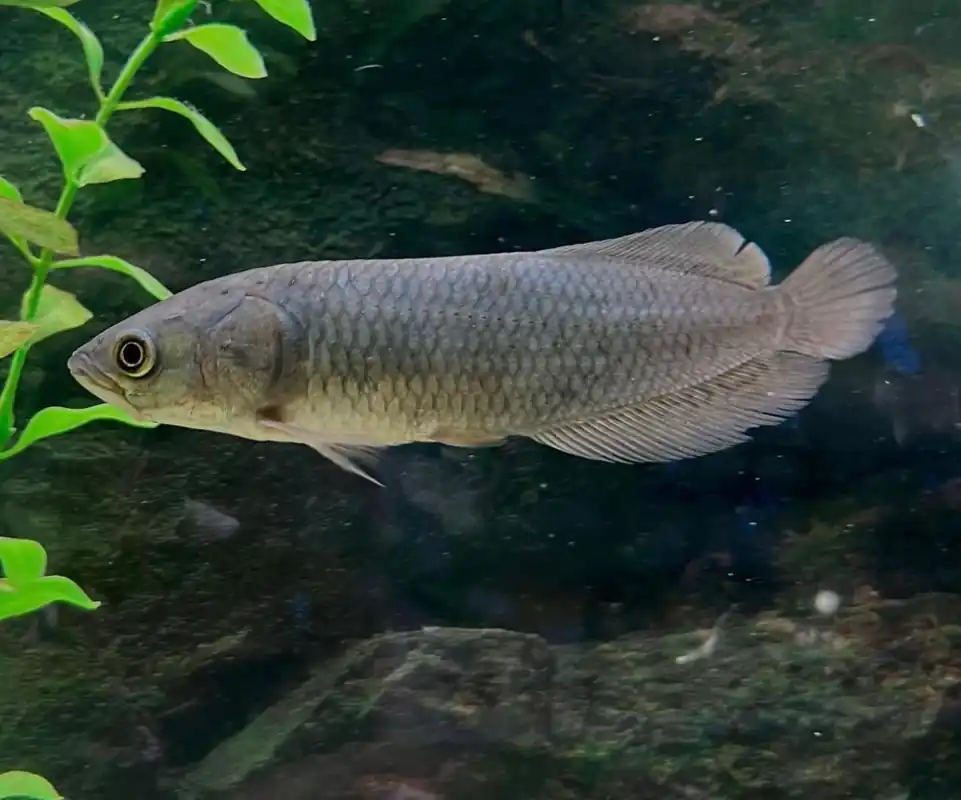 African Arowana - Predatory Fins