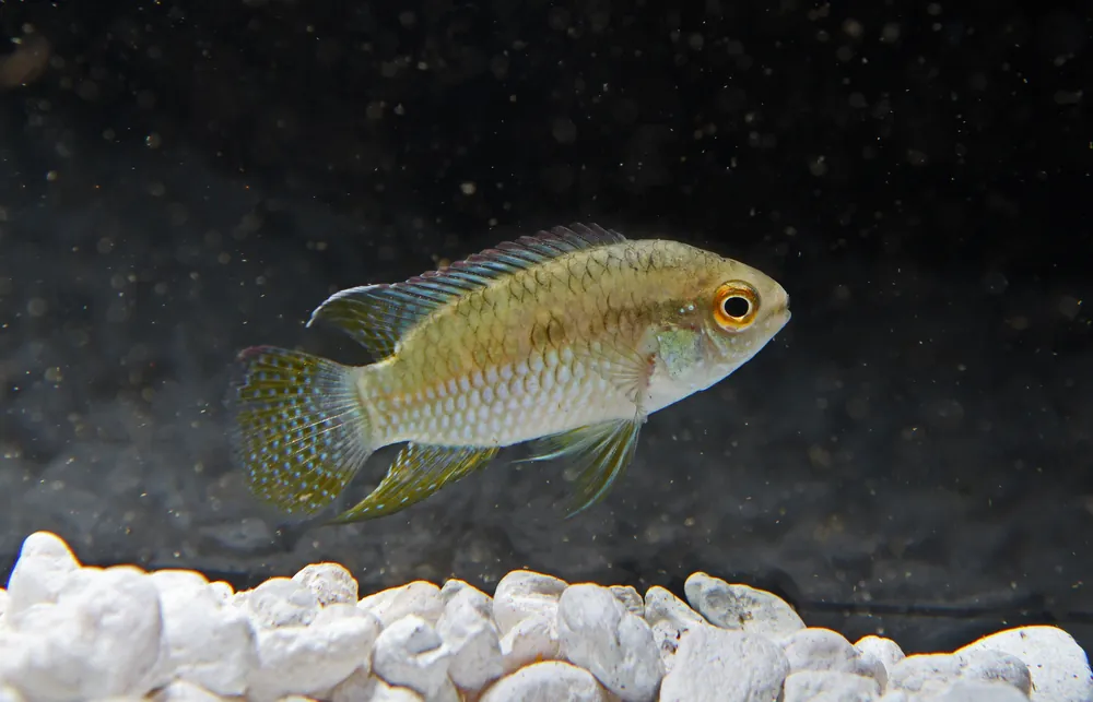 Laetacara curviceps "Dwarf Flag Fish" Cichlid - Ruinemans