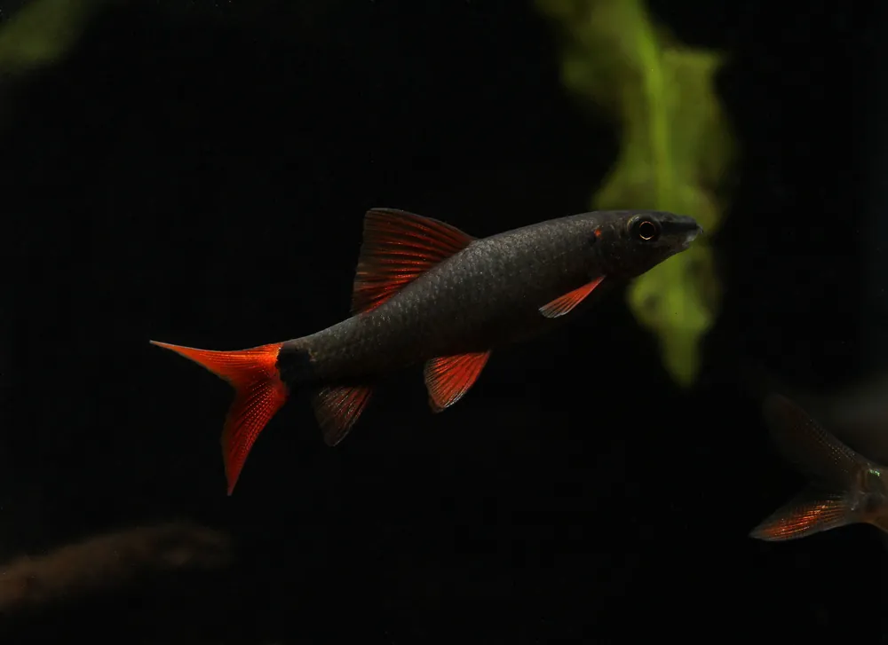 Rainbow Shark - Emark Tropical Imports