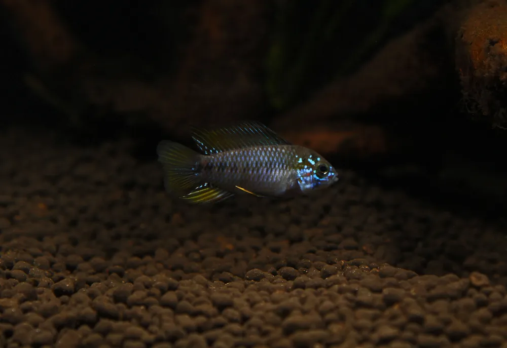 Apistogramma borellii "Opal" - Emark Tropical Imports