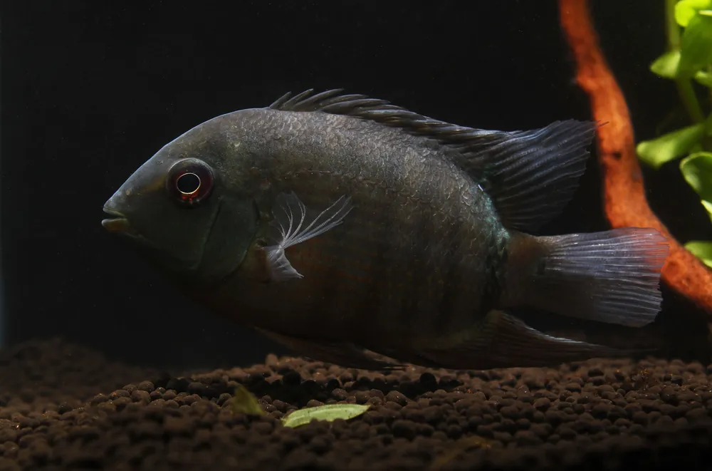 Inirida Severum Cichlid - Quality Gold