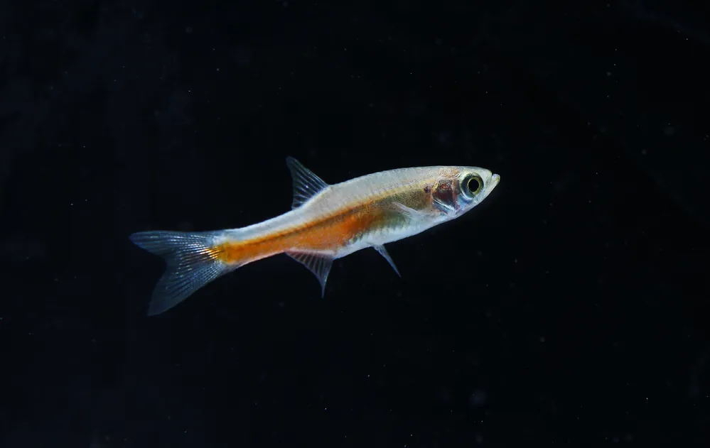 Fireline Danio - Cichlid Exchange