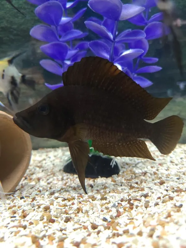 Wild Red Calvus Cichlid - Rick