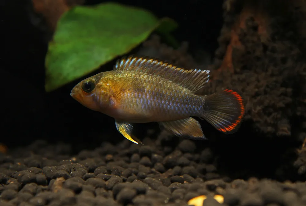 Apistogramma nijsseni "Panda" - Cichlid Exchange
