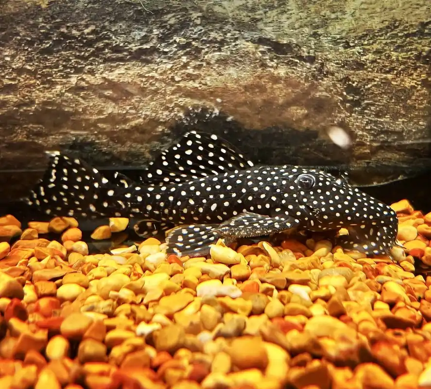 Vampire Plecostomus L029 - Cichlid Exchange
