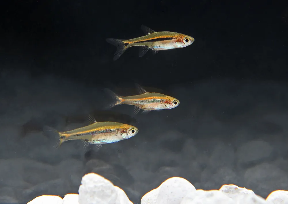 Exclamation Point Rasbora - Cichlid Exchange