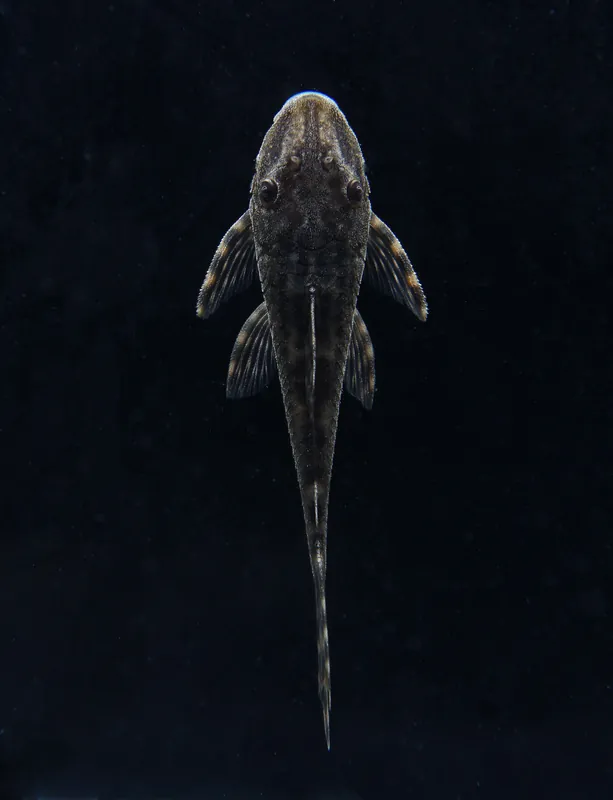 Head Spot Delta Tail Plecostomus L092 - Cichlid Exchange