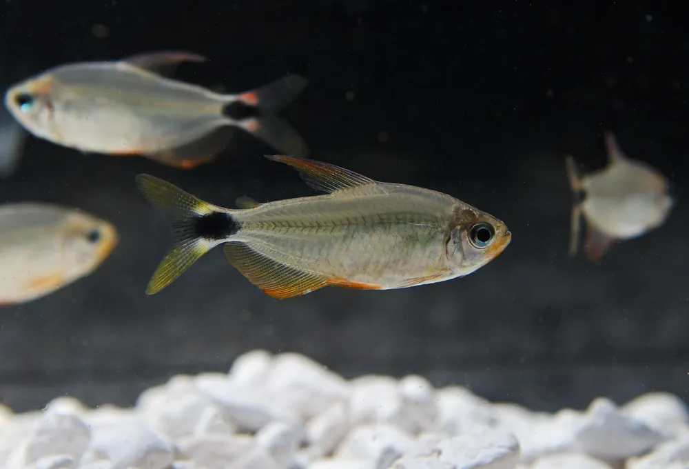 Raccoon Tetra - Cichlid Exchange