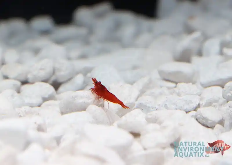 Dwarf Shrimp - Cichlid Exchange
