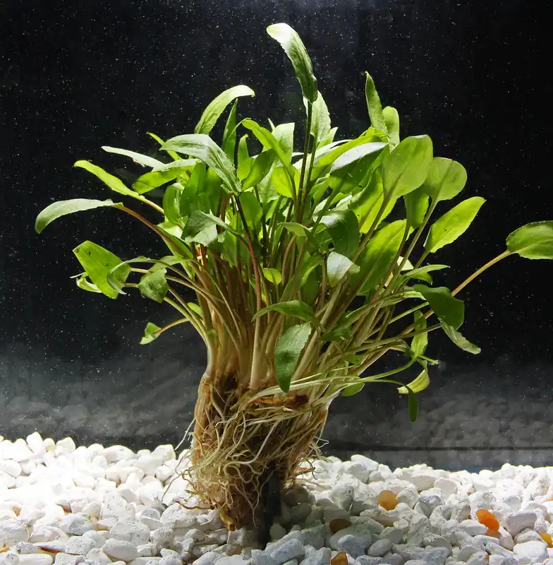 Wendtii "Green" Crypt - Emark Tropical Imports