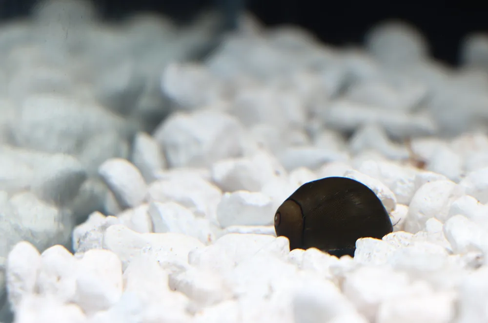 Nerite Snail - Emark Tropical Imports