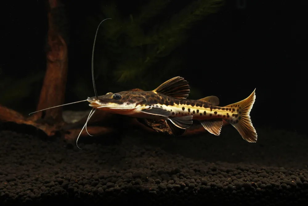 Redtail/ Tiger Shovelnose Catfish - Sun Pet