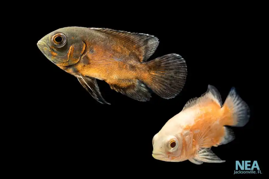 Red Oscar Cichlid - 5D Tropical
