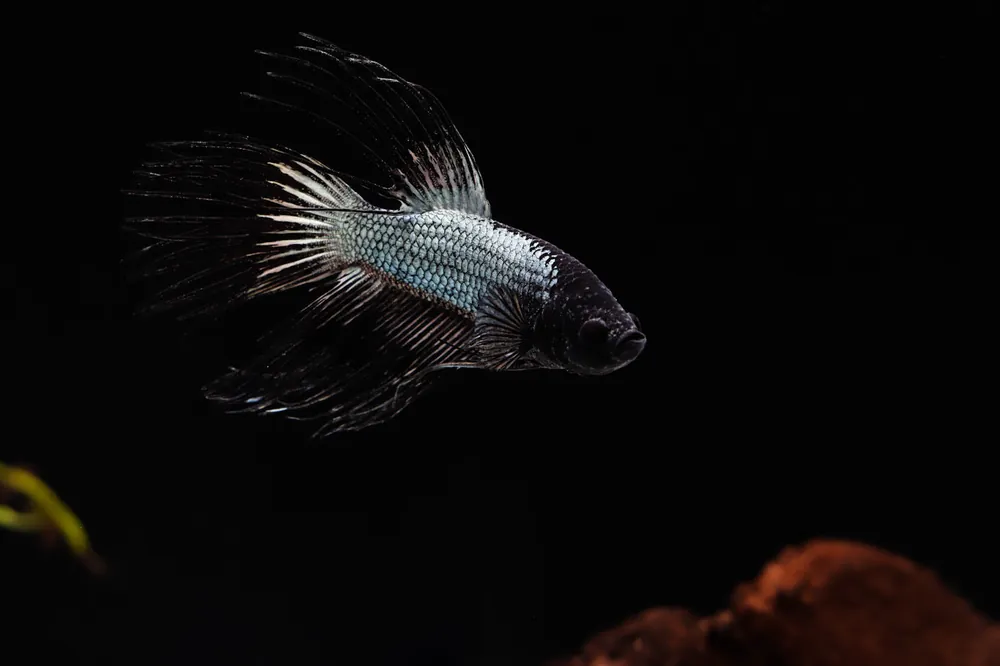Black Orchid King Male Betta Fish - Segrest