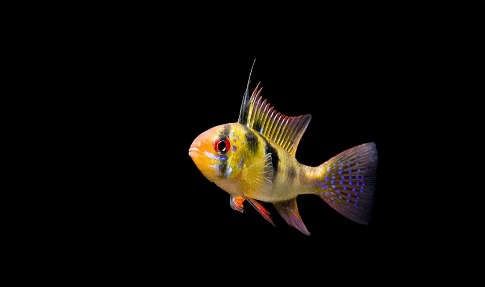 Assorted German Ram - Florida Exotic