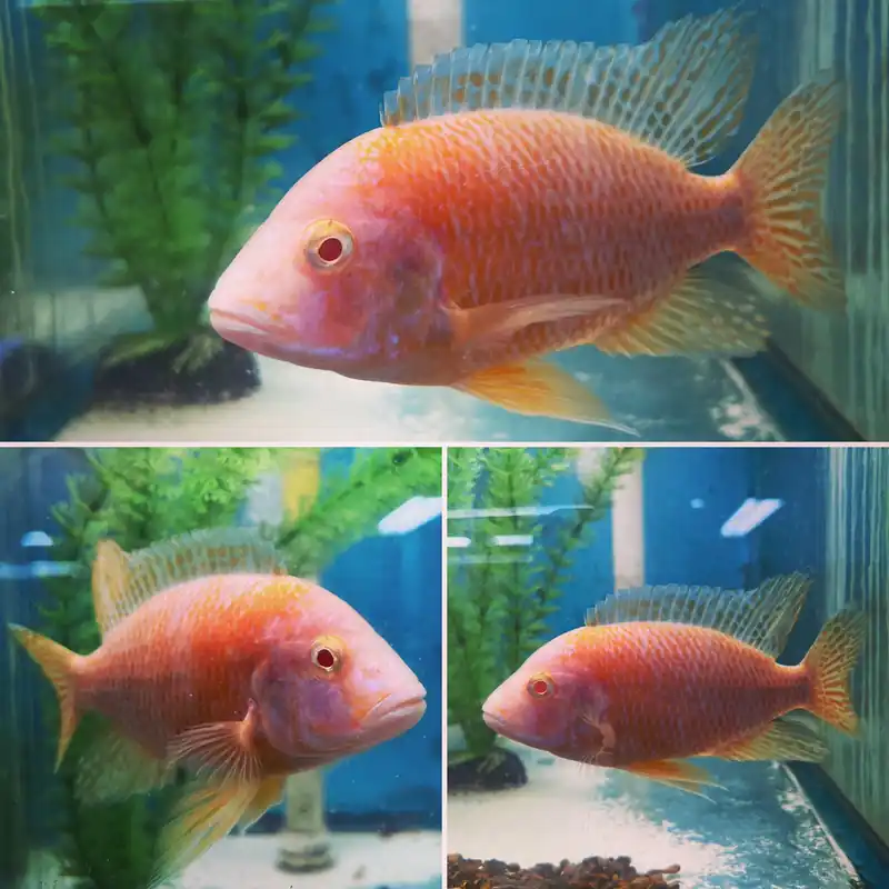 Strawberry Peacock Large Cichlid - Quality Gold