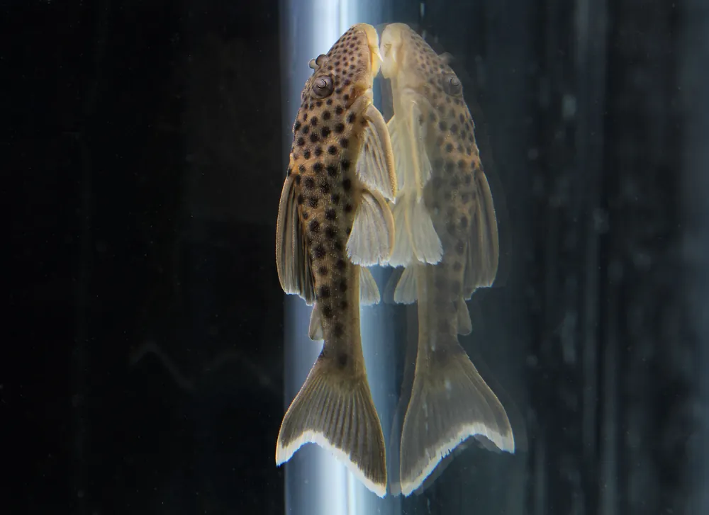 Ghost Plecostomus L141 - Quality Gold