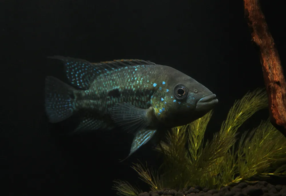 Umbriferum Cichlid - 5D Tropical