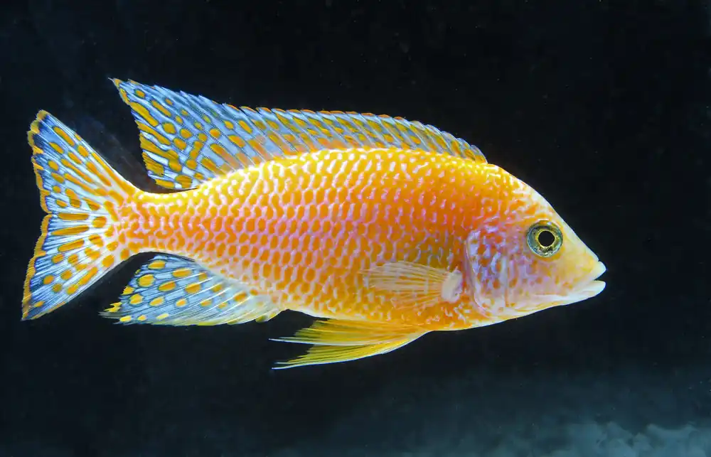 Red Dragon Peacock Cichlid Male - Rick