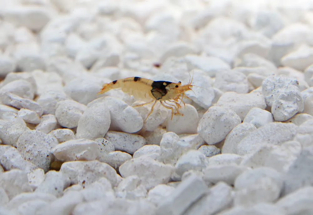Black Crystal Shrimp - Cichlid Exchange