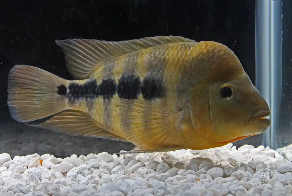 Amphilophus Chancho Cichlid - Natural Environment Aquatix