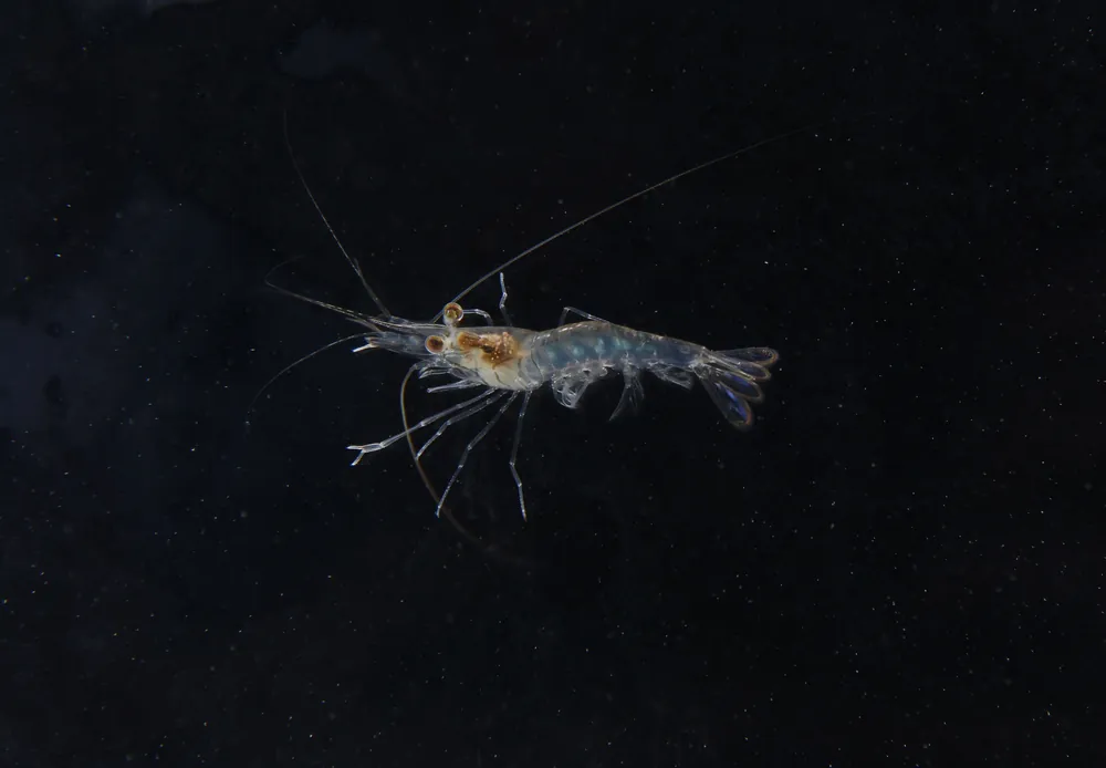 Amazon Prawn - Carolina Aquatics