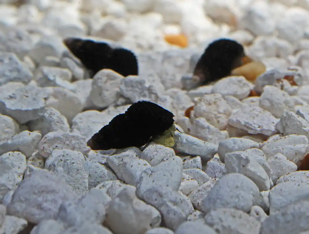 Mini Rabbit Snail - Natural Environment Aquatix