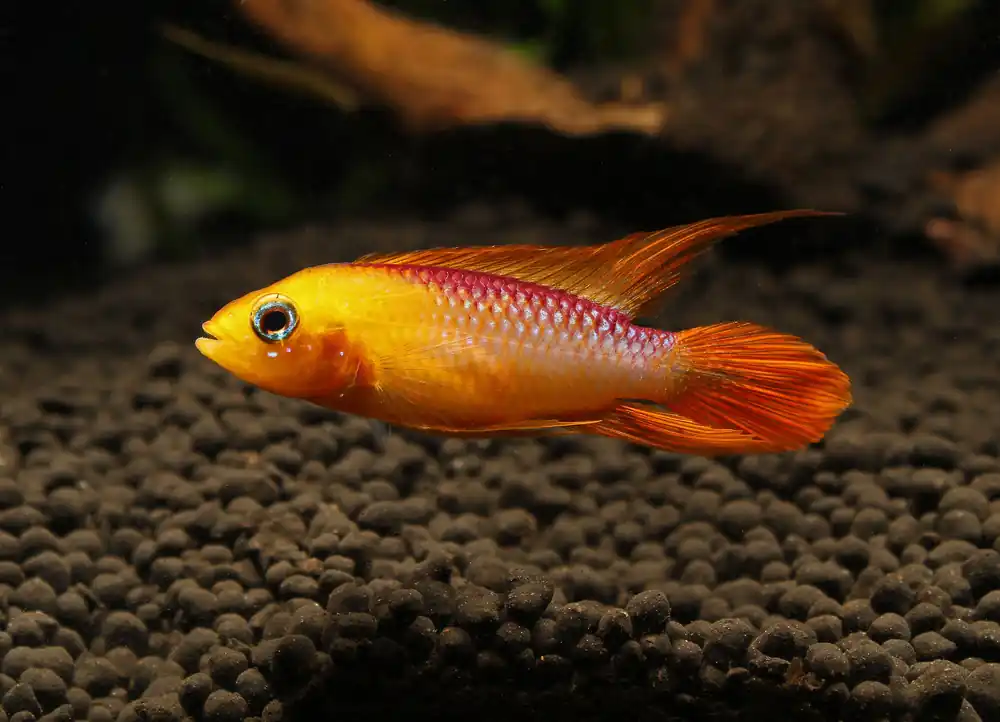 Apistogramma Agassizii "Fire Red" - Cichlid Exchange