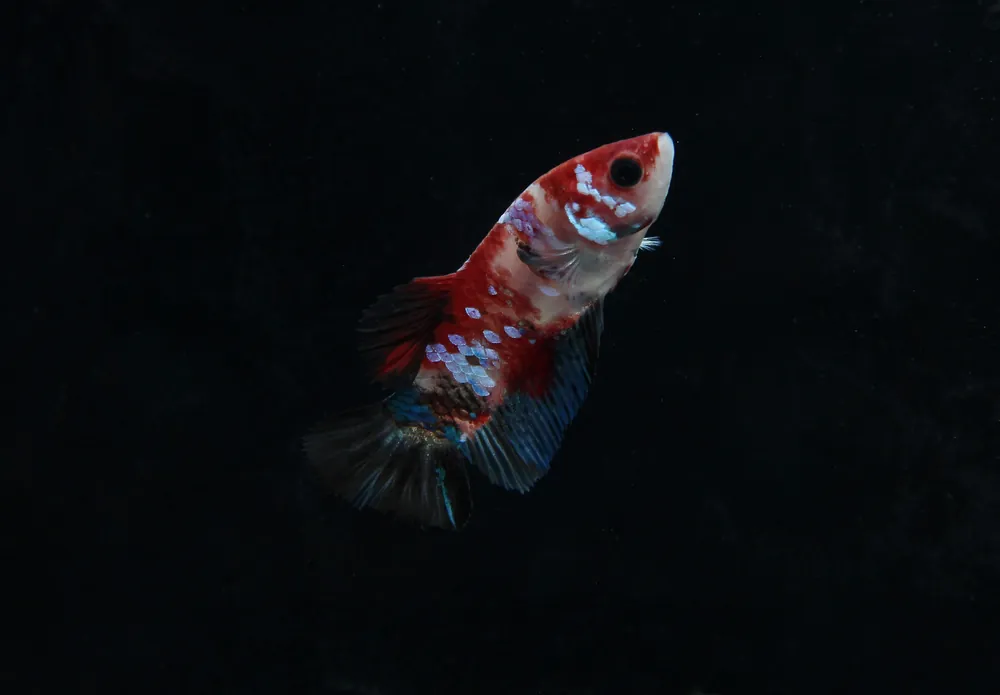 Emerald Candy Male Betta - Interstate