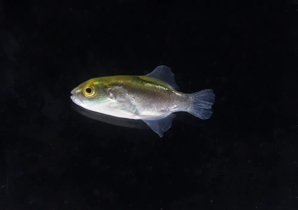 Golden Puffer Fish - Carolina Aquatics