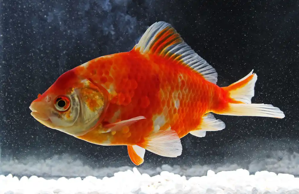 Wakin Goldfish Jumbo - Natural Environment Aquatix