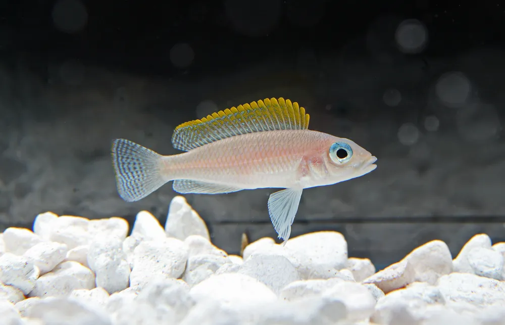 Redfin Caudopunctatus Cichlid - Florida Exotic