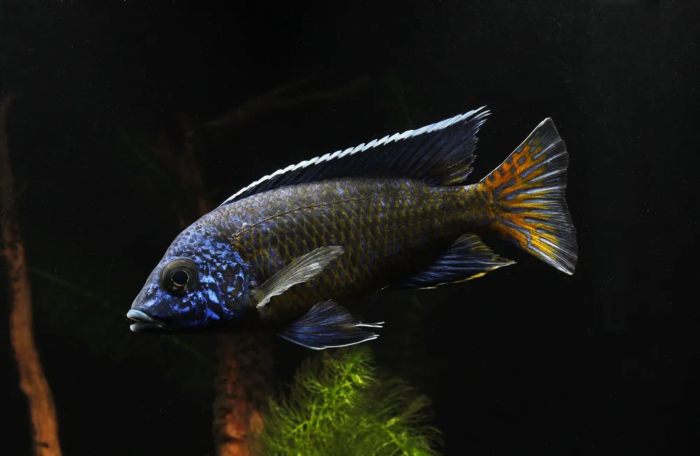 Ngara Flametail Male Show Cichlid - Rick