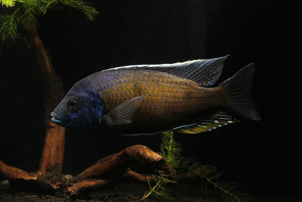Quad Male Show Cichlid - Rick