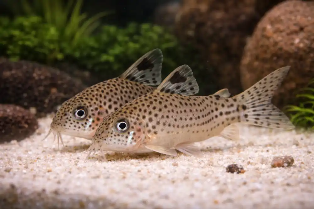 Punctatus Colombian Corydoras Catfish - Ruinemans