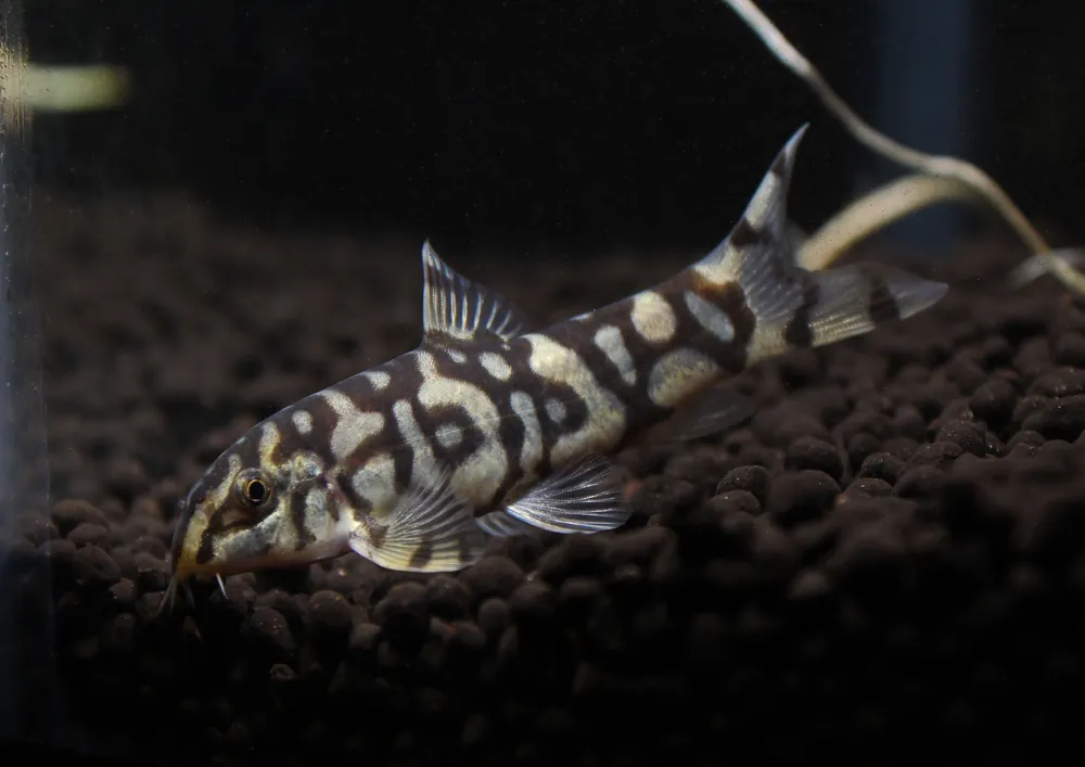 Pakistani Loach - Emark Tropical Imports