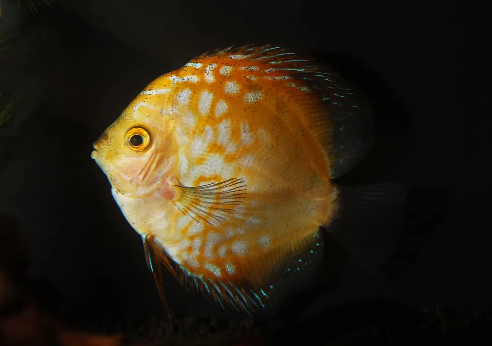 Yellow Pigeon Checkerboard Discus - Cichlid Exchange