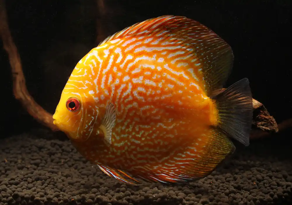 Yellow Pigeon Snakeskin Discus - Cichlid Exchange