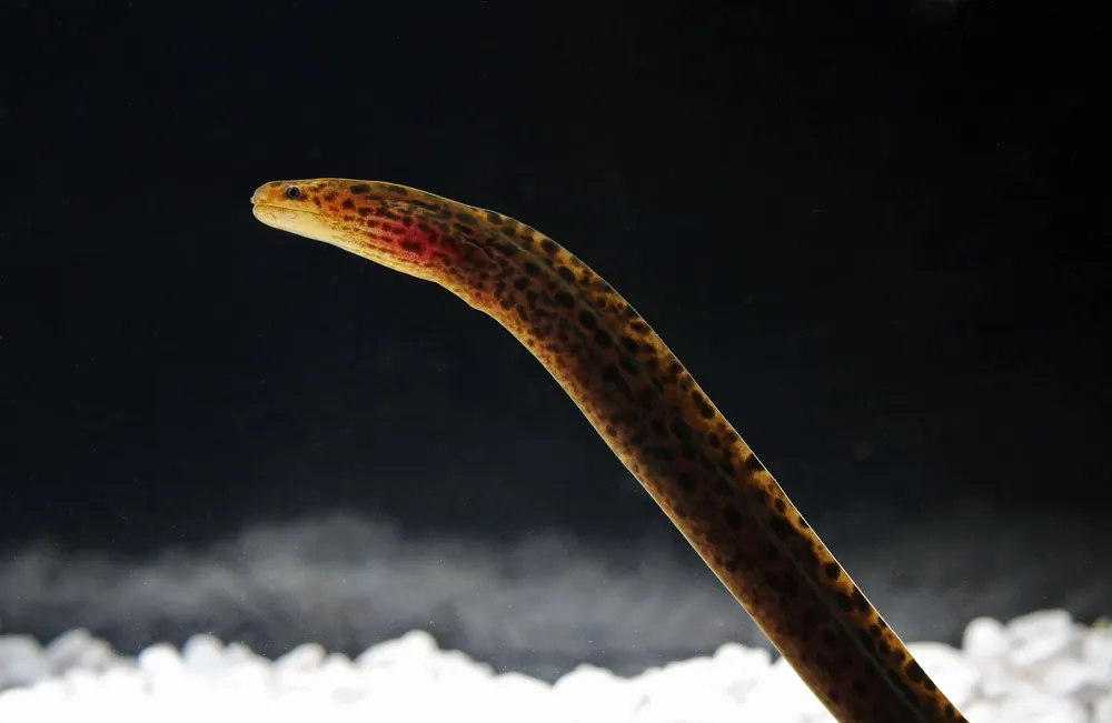 Tiger Moray Eel - Carolina Aquatics
