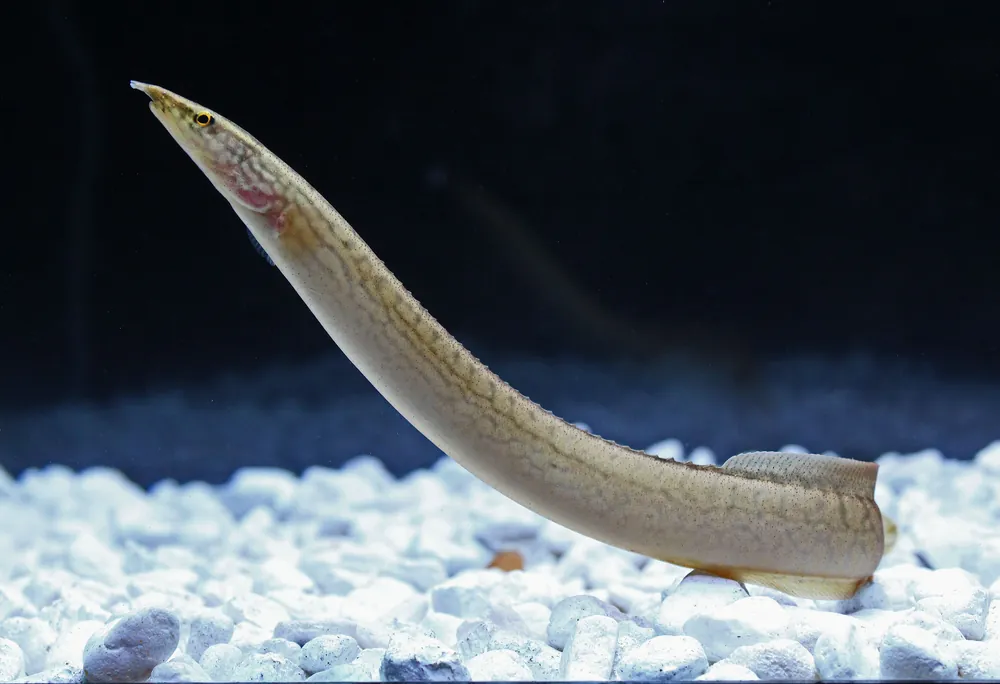 Orange Spotted Eel - Carolina Aquatics
