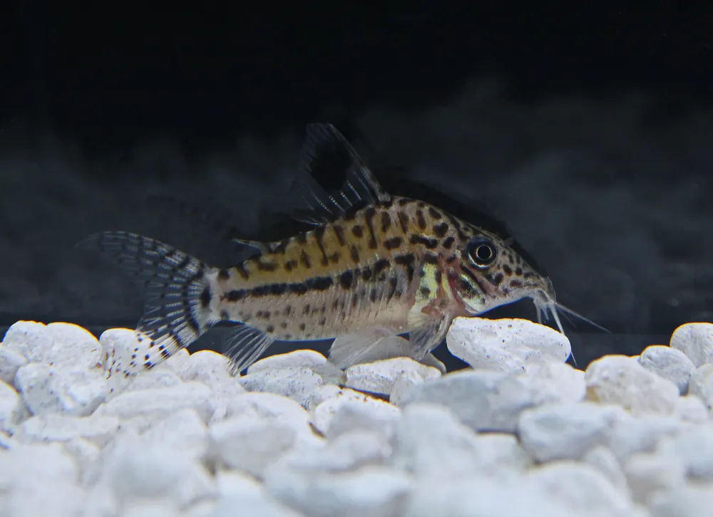 Peru Leopardus Corydoras Catfish C102 - Cichlid Exchange