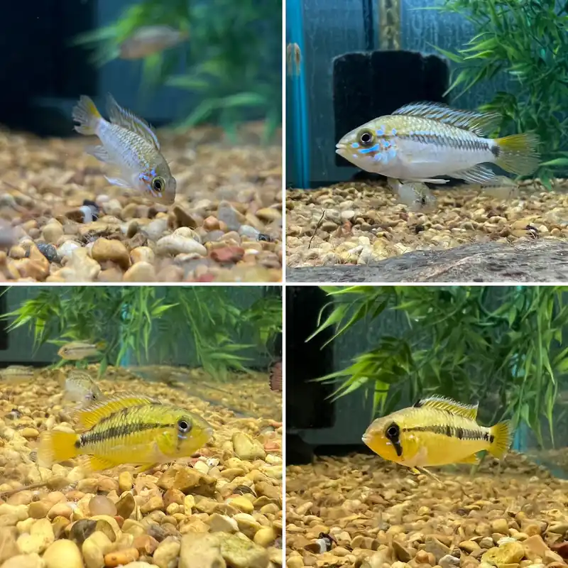 Apistogramma cf. Ortegai "Pebas" - Cichlid Exchange