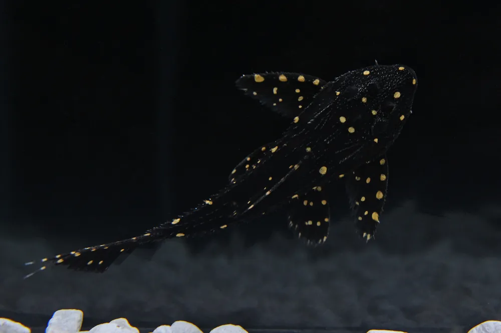 L155 Lyretail PPlecostomus - MG Aquatics