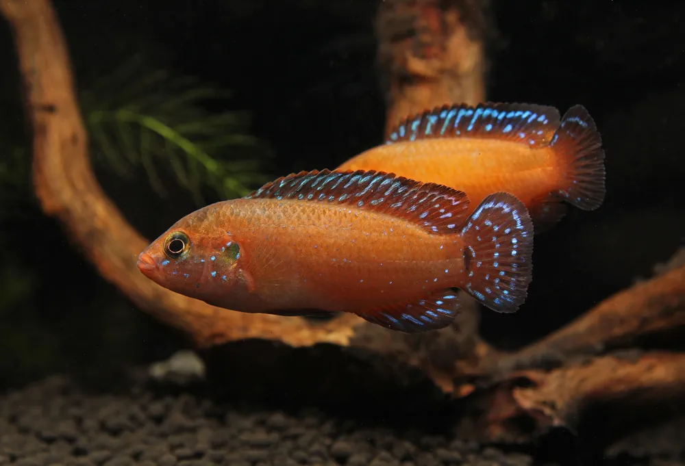 Turkana Jewel Cichlid - Natural Environment Aquatix