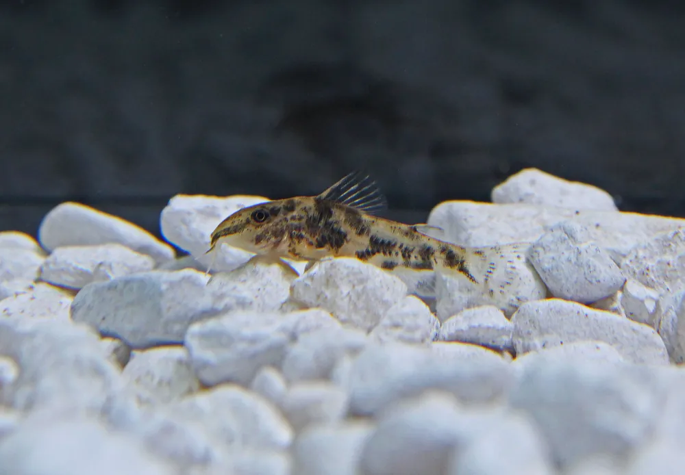 Barbatus Corydoras Catfish - Natural Environment Aquatix