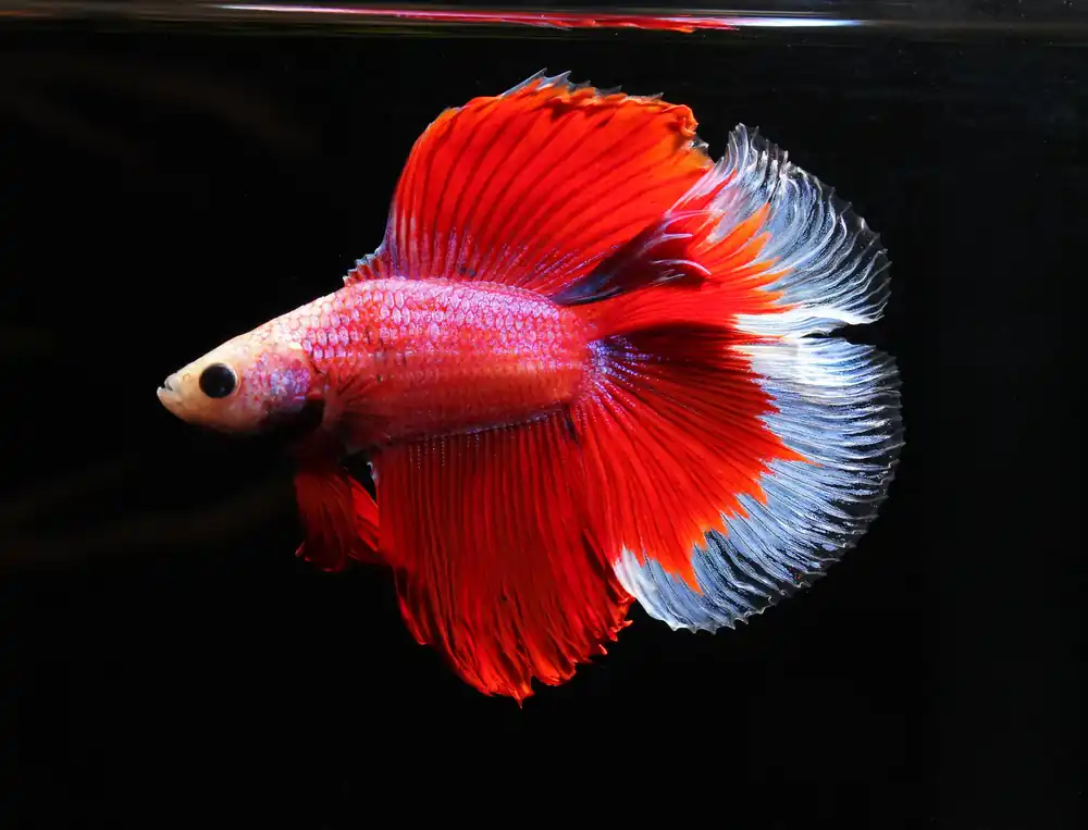 Double Tail Half Moon Betta Fish - 5D Tropical