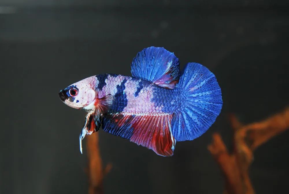 Koi Betta Male Betta Fish - 5D Tropical