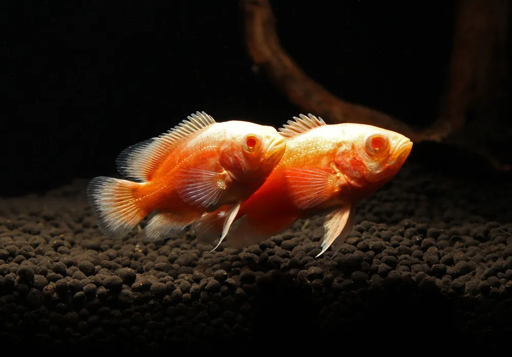 Red Chili Oscar Cichlid - Carolina Aquatics