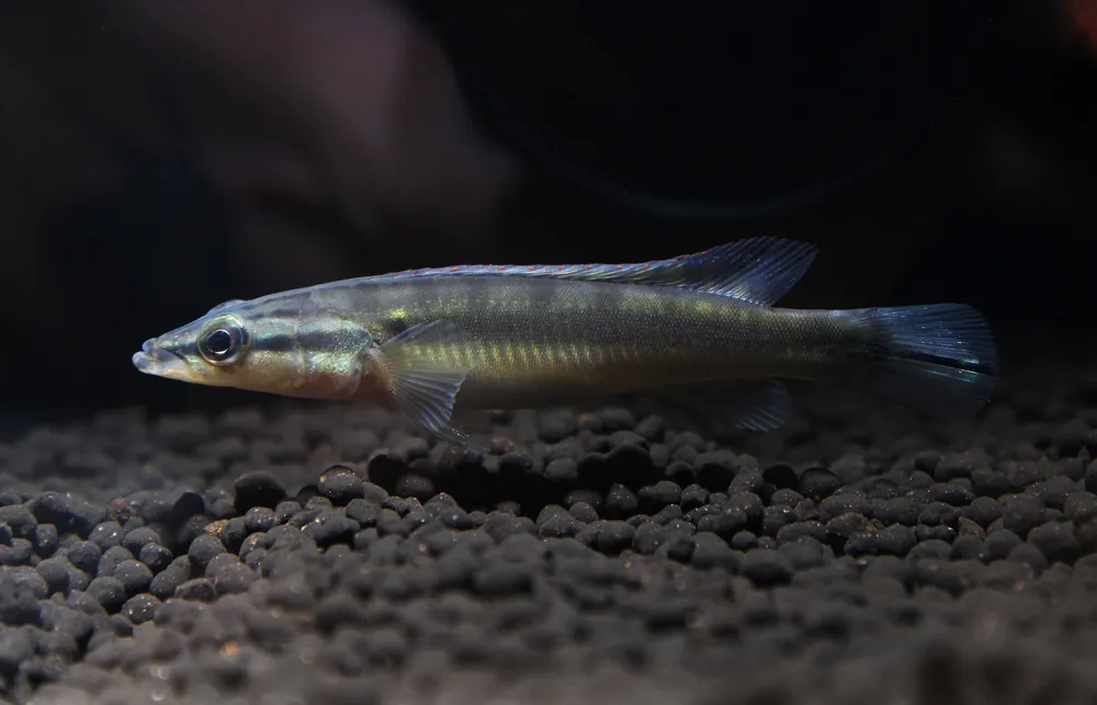Zebra Pike Juvenile 2" - Carolina Aquatics
