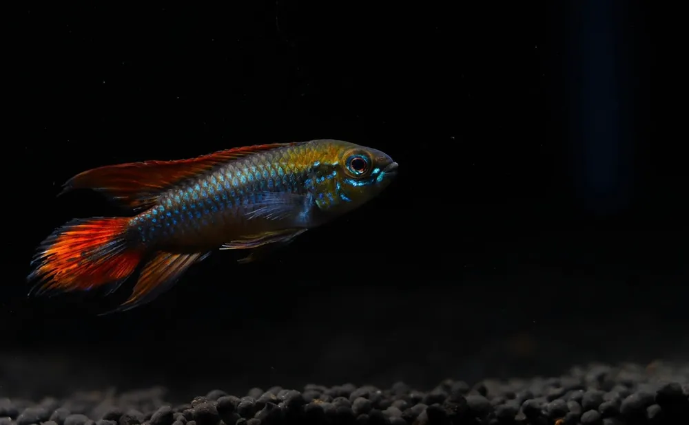 Apistogramma Agassizii "Double Red" - Cichlid Exchange